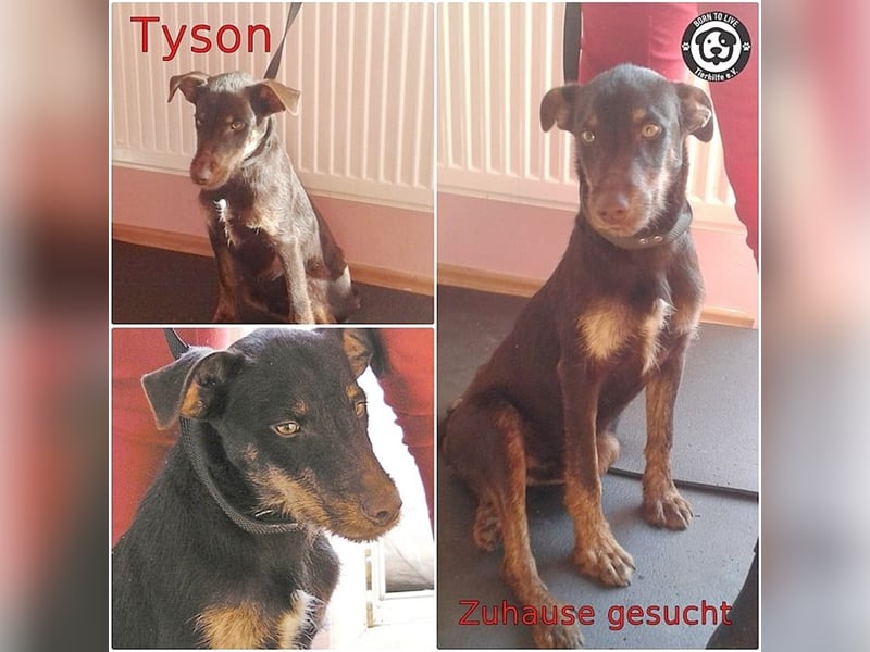 TYSON, der Kämpfer. Leider mit Handicap. Sucht Menschen mit viel Herz und Erfahrung