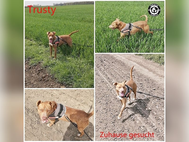 TRUSTY, liebevoller Bub. Er ging durch die Hölle. Darf leider nicht nach Deutschland, da Listenmix
