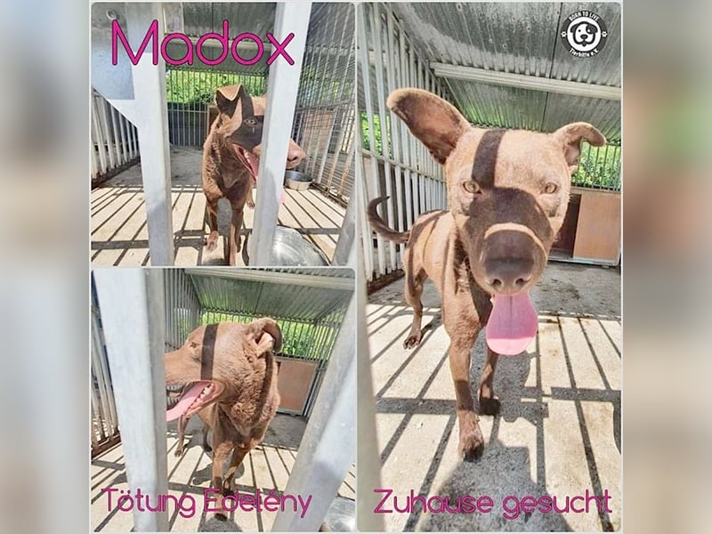 MADOX, Notfall. Sucht erfahren  Menschen