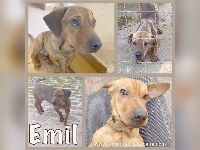 EMIL, süsser kleiner Fratz. Mag Kinder und auch Katzen
