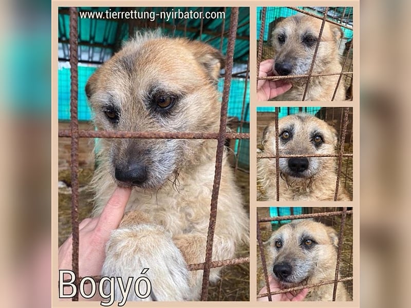 BOGYO, ganz armer Tropf. Sucht so dringend ein Zuhause