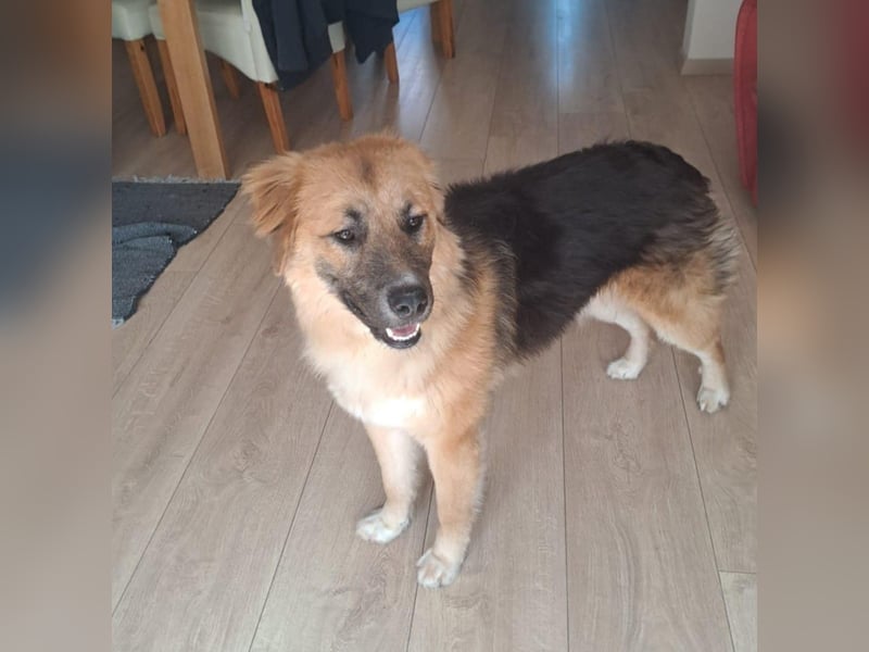 Ludwig - wo darf ich Zuhause sein?