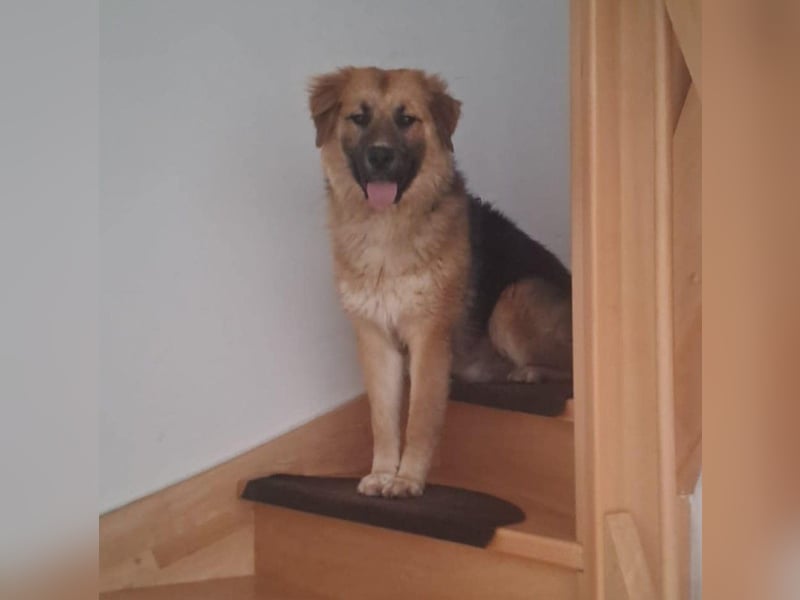 Ludwig - wo darf ich Zuhause sein?