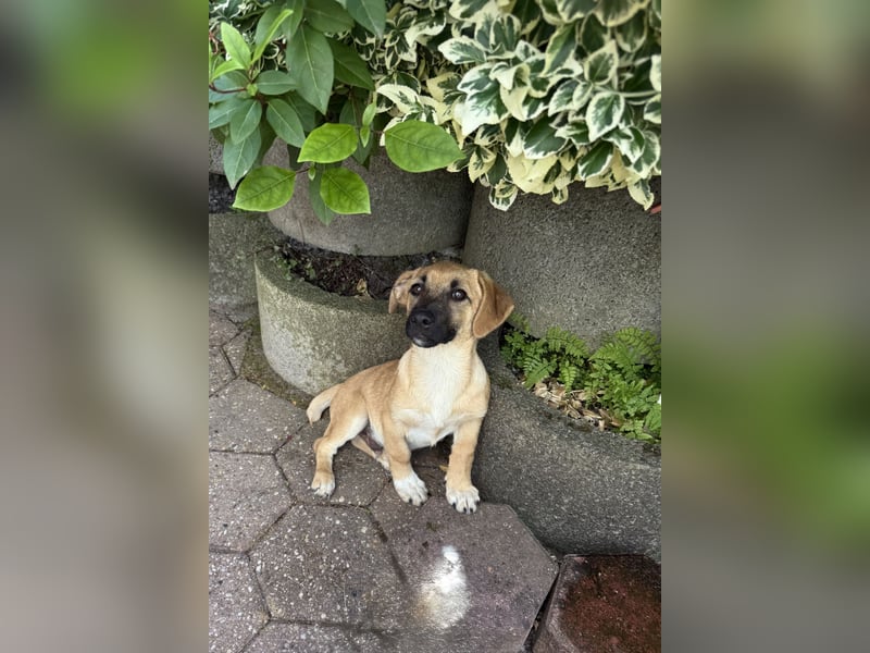 Alex sucht ein Körbchen