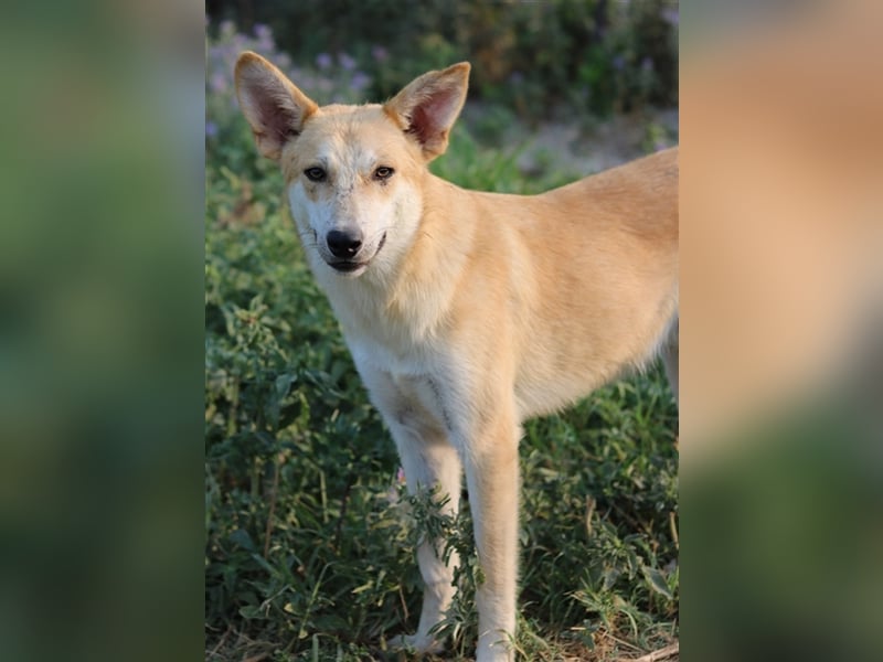 Milio, geb. ca. 09/2022, lebt in GRIECHENLAND, im städt. Tierheim Serres