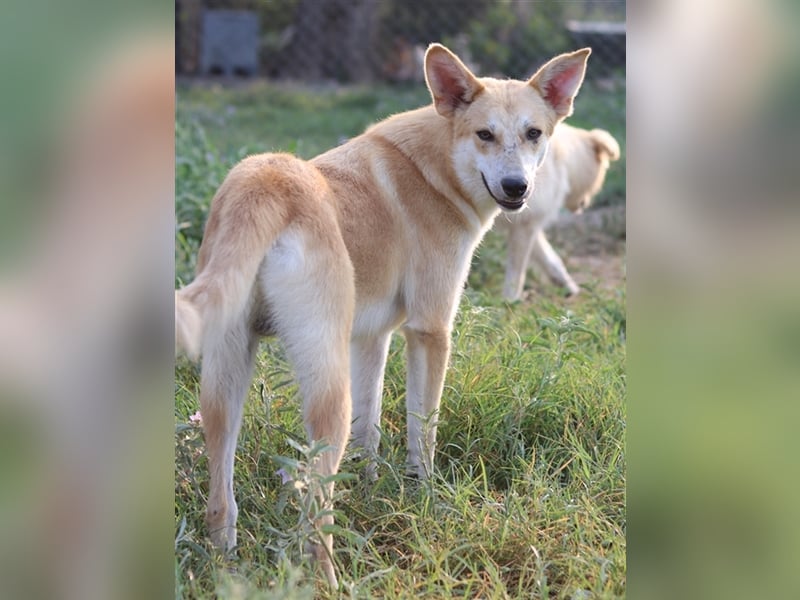 Milio, geb. ca. 09/2022, lebt in GRIECHENLAND, im städt. Tierheim Serres