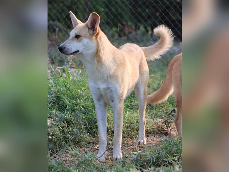 Milio, geb. ca. 09/2022, lebt in GRIECHENLAND, im städt. Tierheim Serres