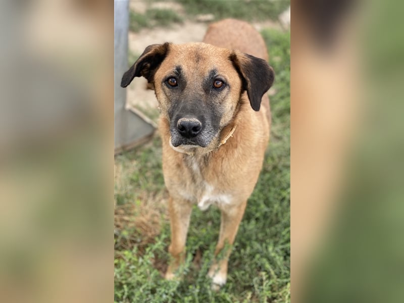Petjo, geb. ca. 01/2019, lebt in GRIECHENLAND, im städt. Tierheim Serres