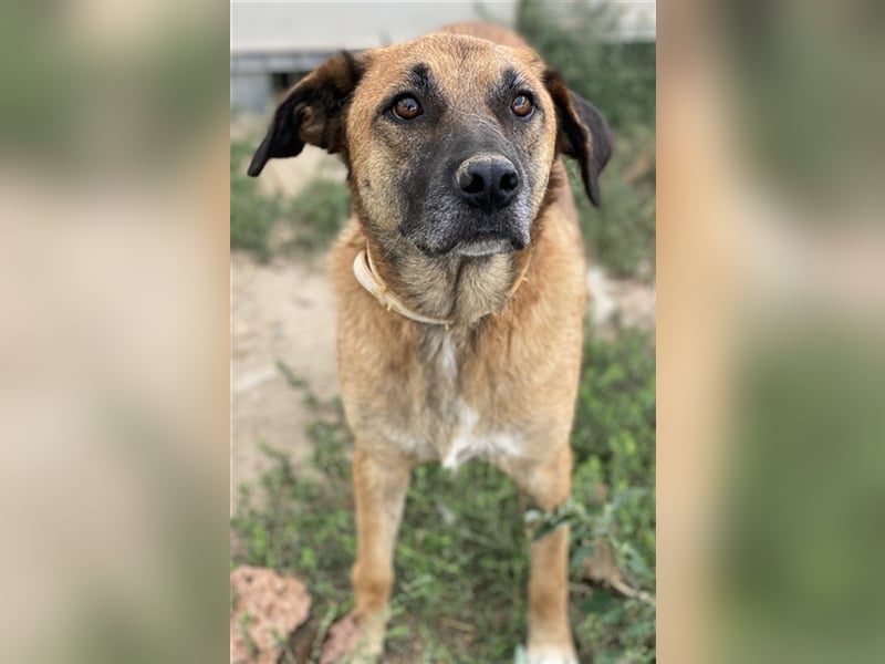 Petjo, geb. ca. 01/2019, lebt in GRIECHENLAND, im städt. Tierheim Serres