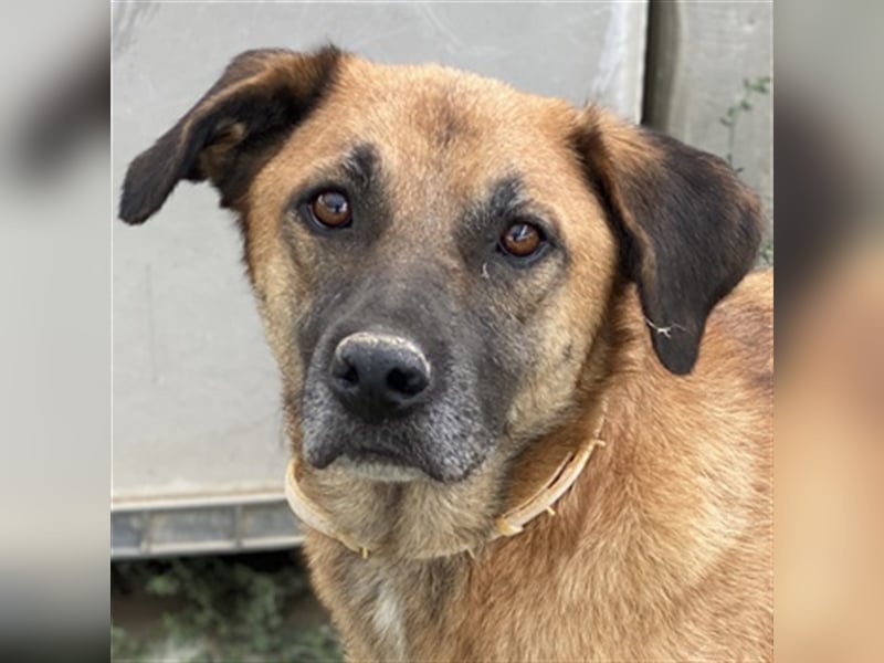 Petjo, geb. ca. 01/2019, lebt in GRIECHENLAND, im städt. Tierheim Serres