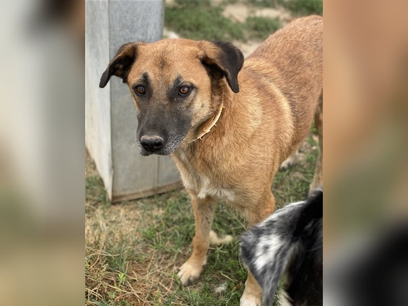 Petjo, geb. ca. 01/2019, lebt in GRIECHENLAND, im städt. Tierheim Serres