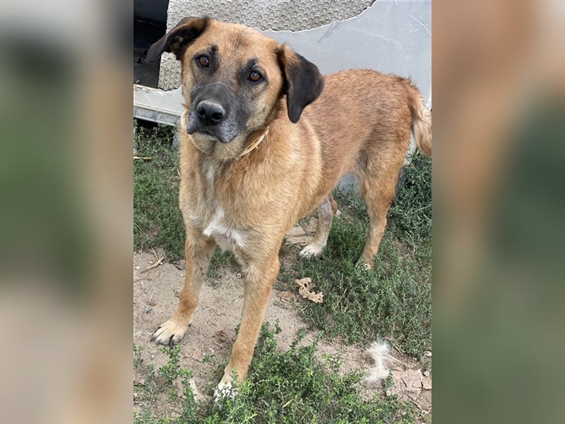 Petjo, geb. ca. 01/2019, lebt in GRIECHENLAND, im städt. Tierheim Serres