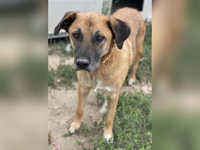 Petjo, geb. ca. 01/2019, lebt in GRIECHENLAND, im städt. Tierheim Serres