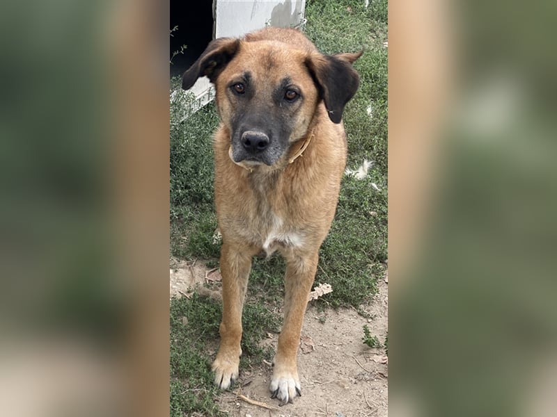 Petjo, geb. ca. 01/2019, lebt in GRIECHENLAND, im städt. Tierheim Serres