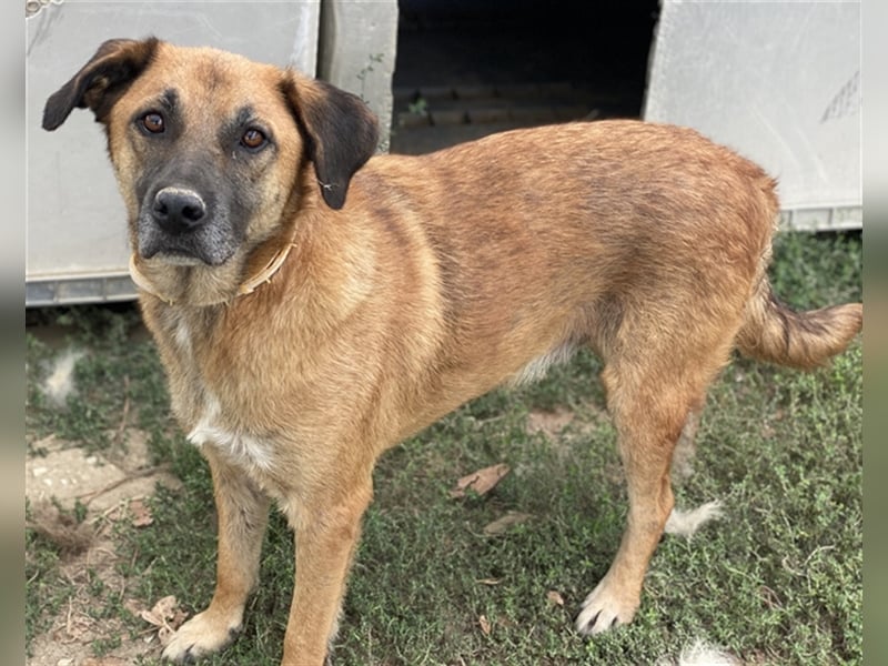 Petjo, geb. ca. 01/2019, lebt in GRIECHENLAND, im städt. Tierheim Serres