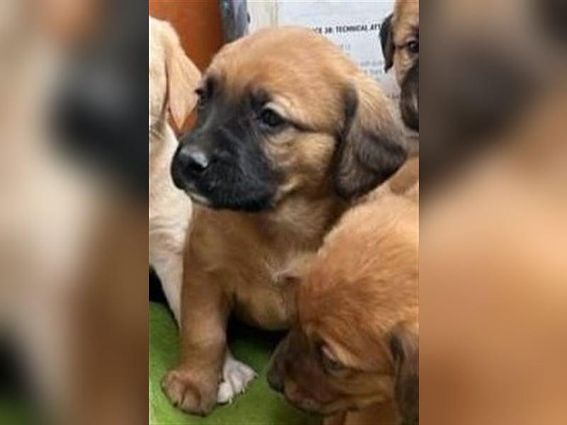 Noah, mit seinen Geschwistern ausgesetzt aber gerettet wartet der Teddybär auf seine Familie