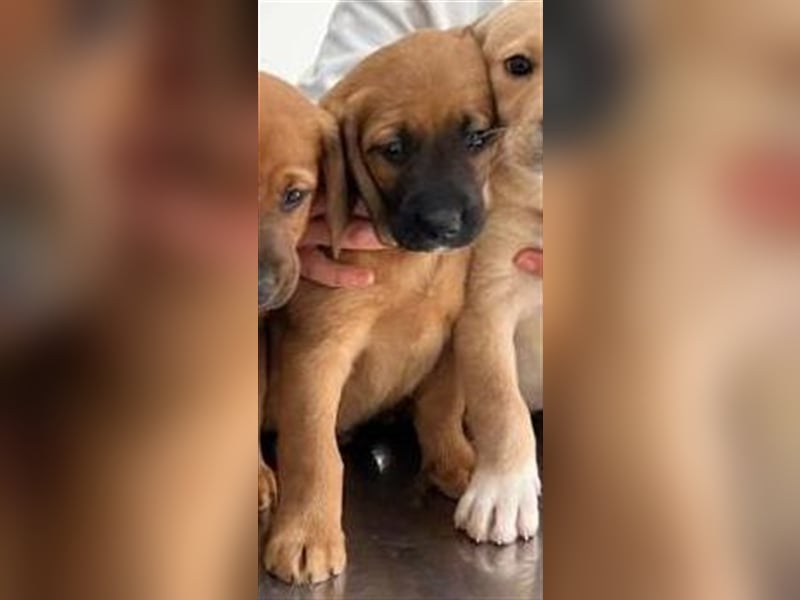 Noah, mit seinen Geschwistern ausgesetzt aber gerettet wartet der Teddybär auf seine Familie