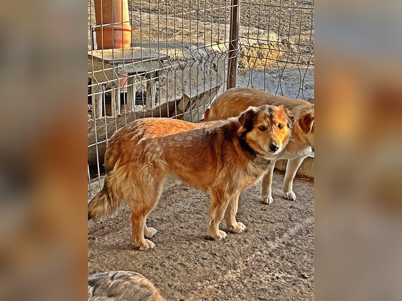 Maxi, zurückhaltender Hundebub sucht ein hundeerfahrenes Zuhause