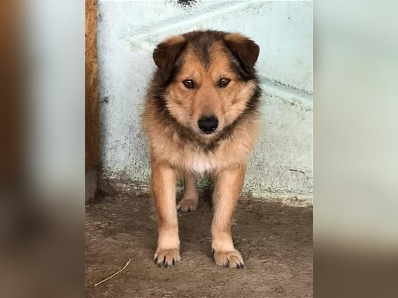Maxi, zurückhaltender Hundebub sucht ein hundeerfahrenes Zuhause