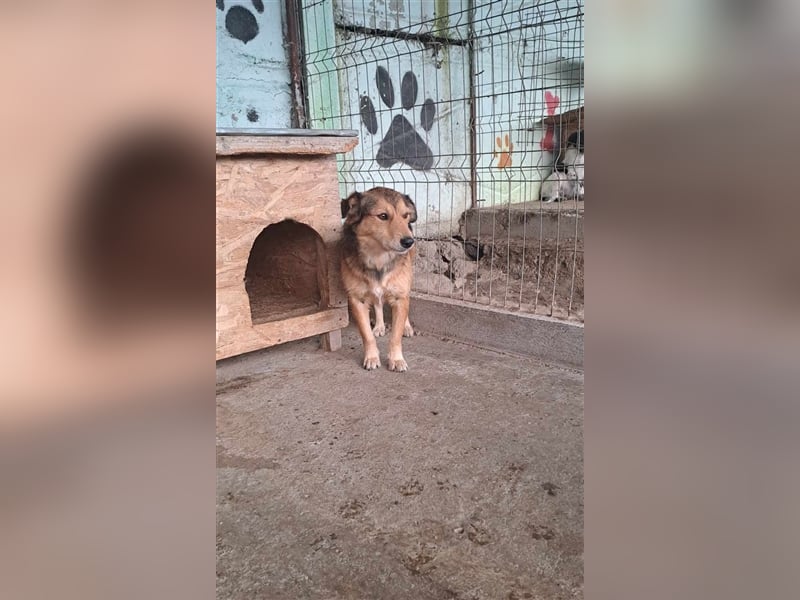 Maxi, zurückhaltender Hundebub sucht ein hundeerfahrenes Zuhause