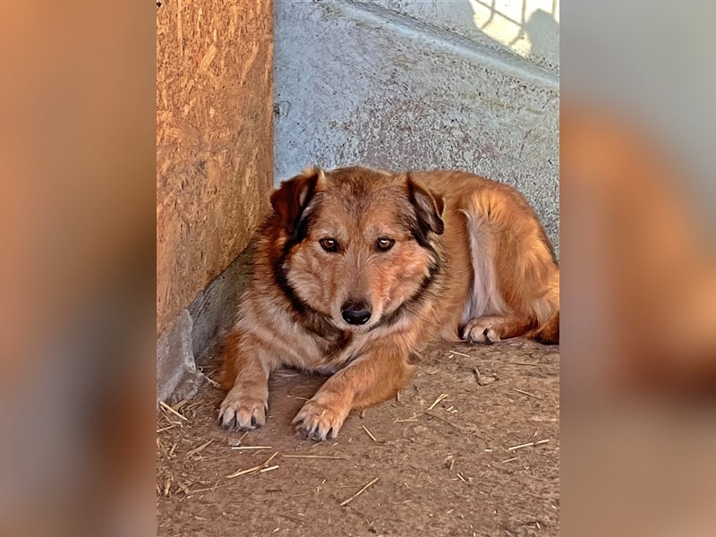 Maxi, zurückhaltender Hundebub sucht ein hundeerfahrenes Zuhause