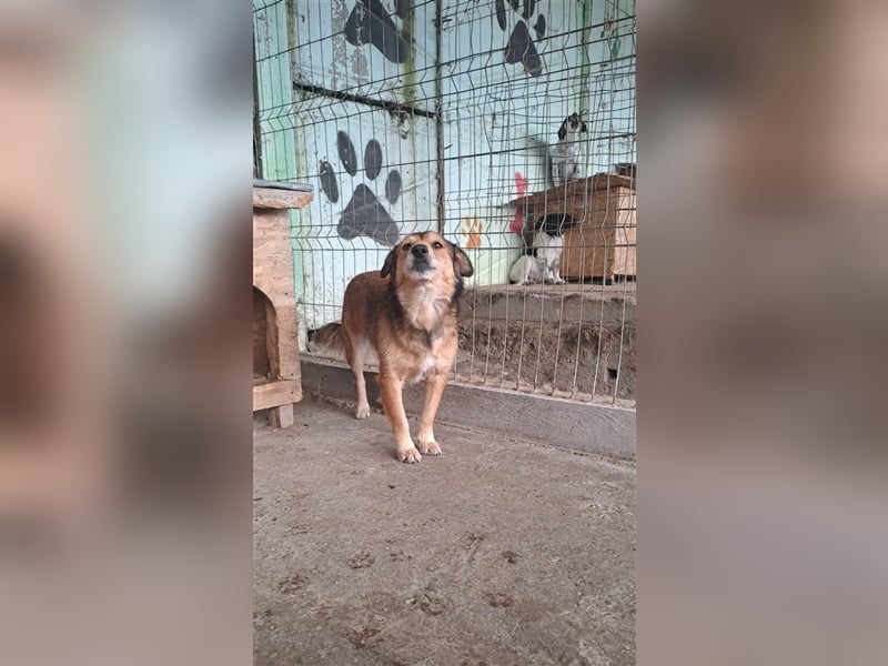 Maxi, zurückhaltender Hundebub sucht ein hundeerfahrenes Zuhause