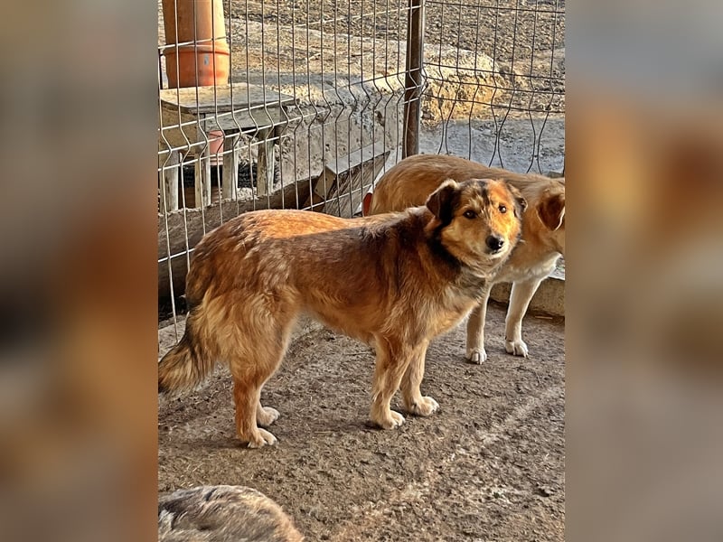 Maxi, zurückhaltender Hundebub sucht ein hundeerfahrenes Zuhause