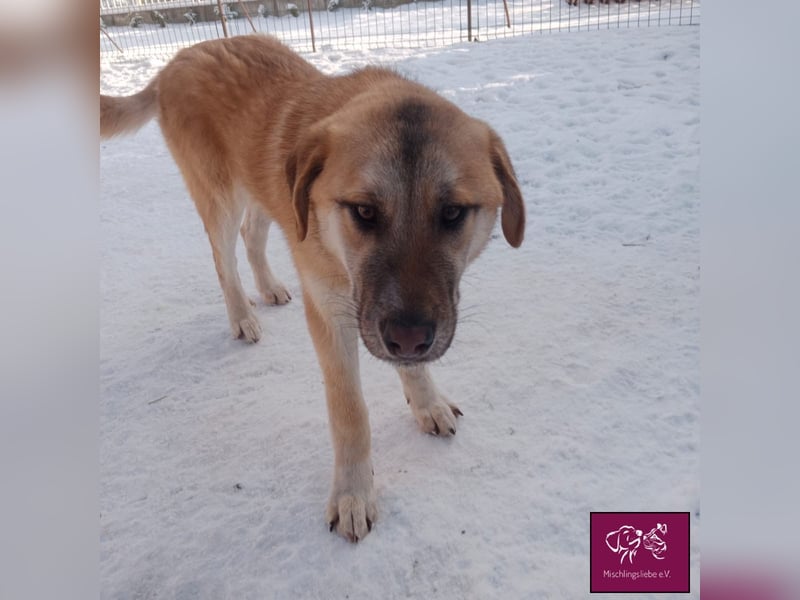 Aron  – Wer kann diesen Hunde-Äuglein widerstehen?