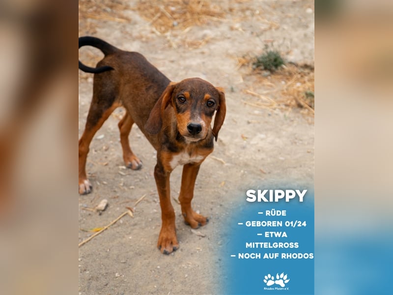 Skippy sucht sein zu Hause!❤️