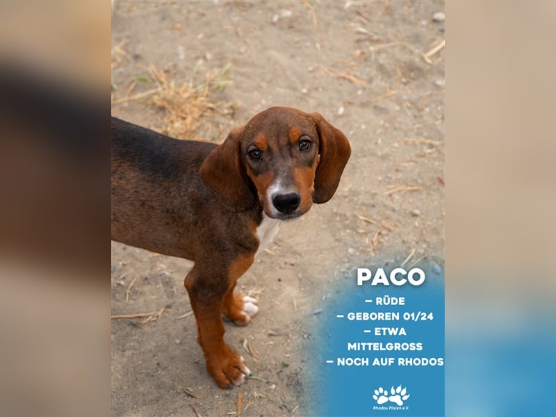 Paco sucht sein zu Hause!❤️