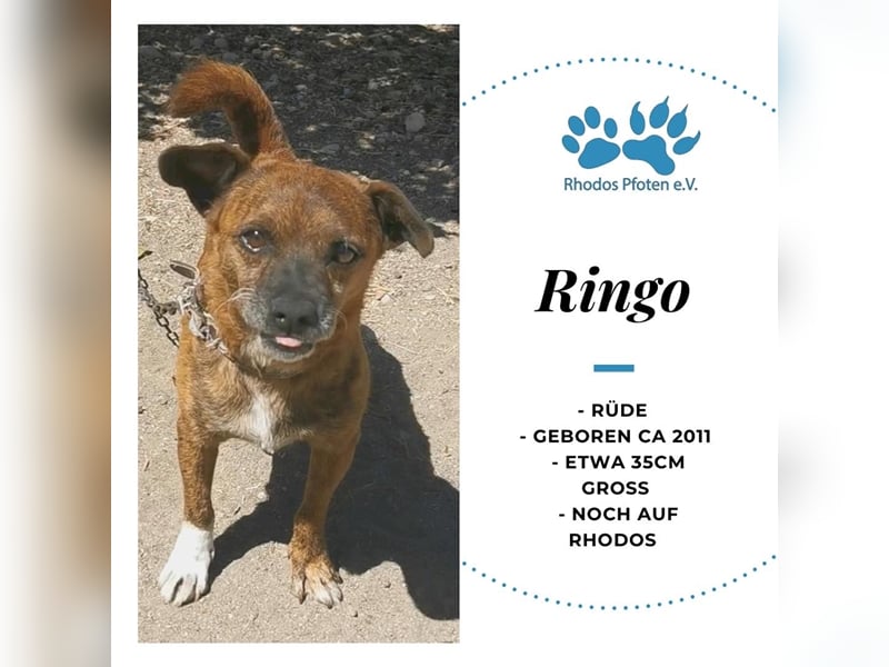 Ringo sucht sein zu Hause!❤️