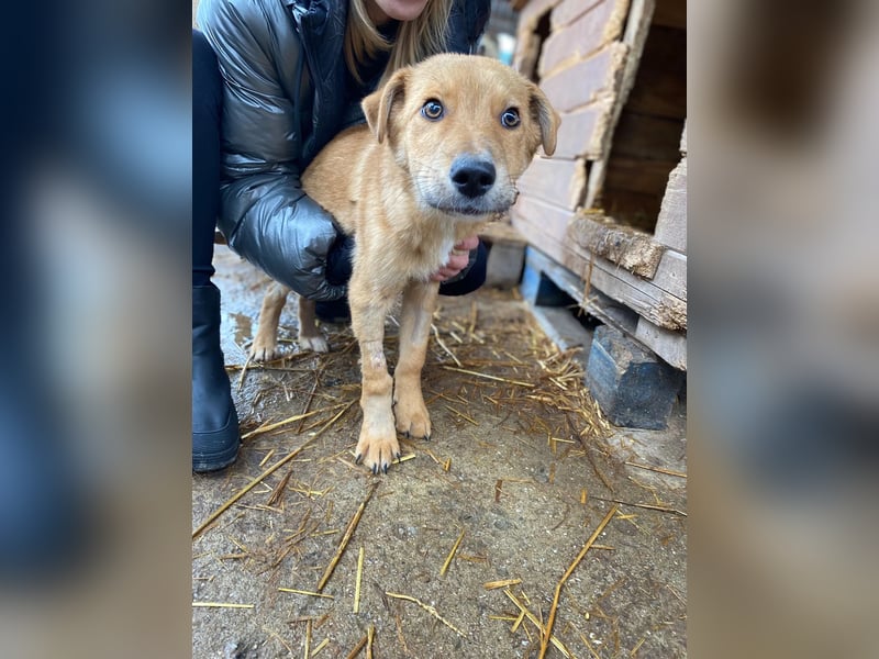 Eddy - quirliger Junghund mit Flausen im Kopf