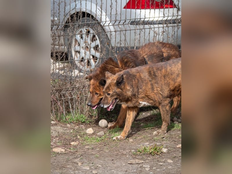 Ruhiger GRIZZLLY-wurde leider im Tierheim immer übersehen, sucht dringend sein "Für-immer-Zuhause"