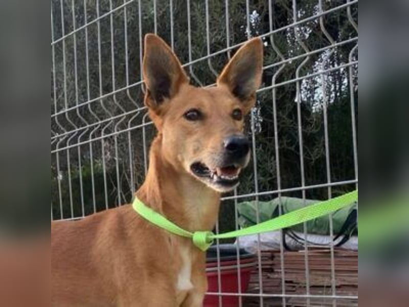 LUC-toller Podenco mit großem Herzen sucht sein Zuhause