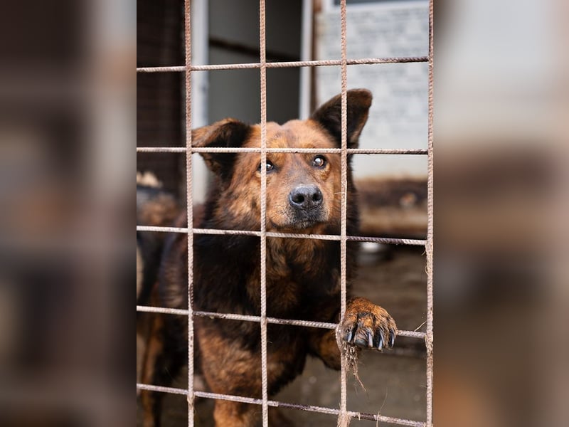Ruhiger GRIZZLLY-wurde leider im Tierheim immer übersehen, sucht dringend sein "Für-immer-Zuhause"