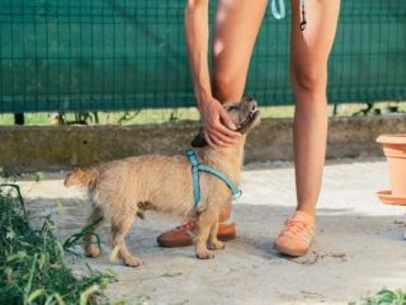 Zuckersüßer JIMMY-neugierig und aufgeweckt