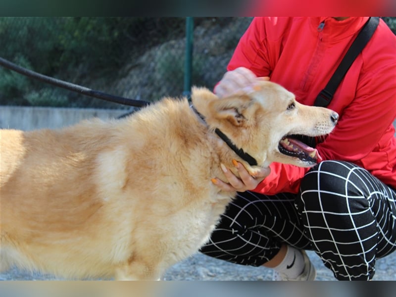 Hachiko – wo ist die Fangemeinde der Blondies?