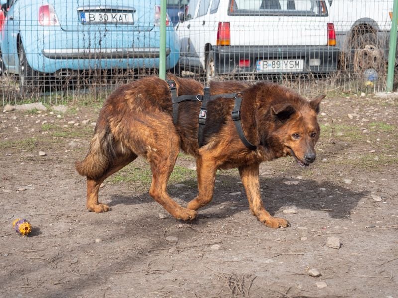Ruhiger GRIZZLLY-wurde leider im Tierheim immer übersehen, sucht dringend sein "Für-immer-Zuhause"