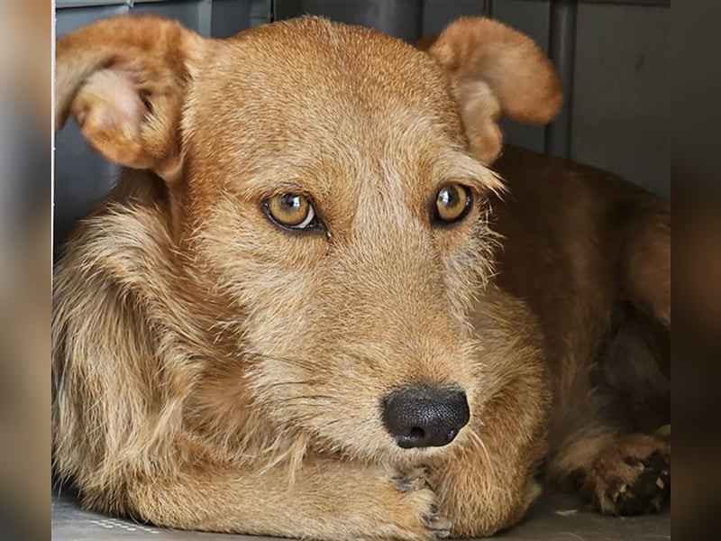 NEKO-der Seelenhund