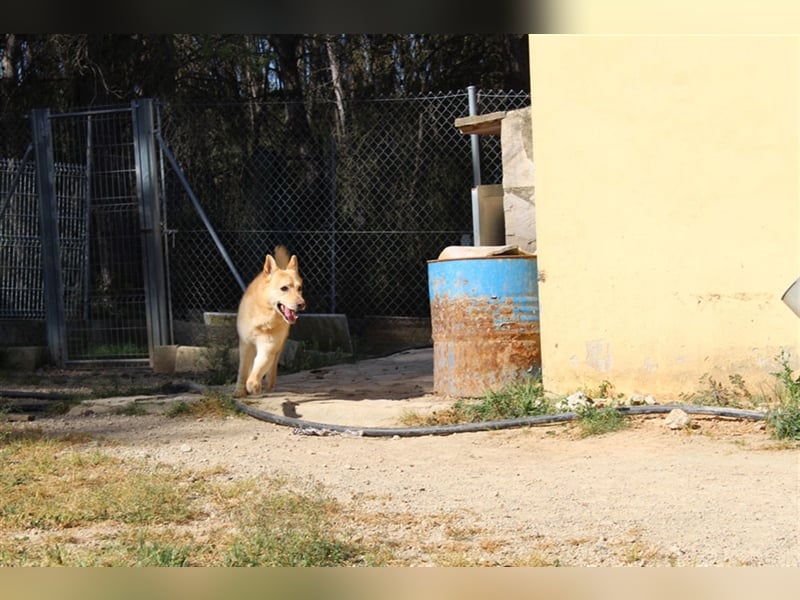 Hachiko – wo ist die Fangemeinde der Blondies?