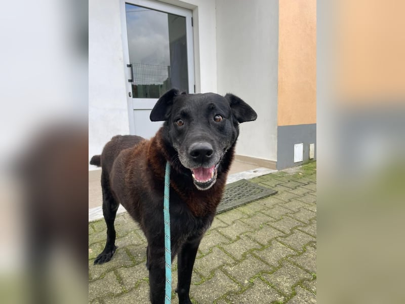 PELE-mit lieben, glänzenden Augen, einem freundlichen menschenbezogenen Wesen wartet er sehnsüchtig