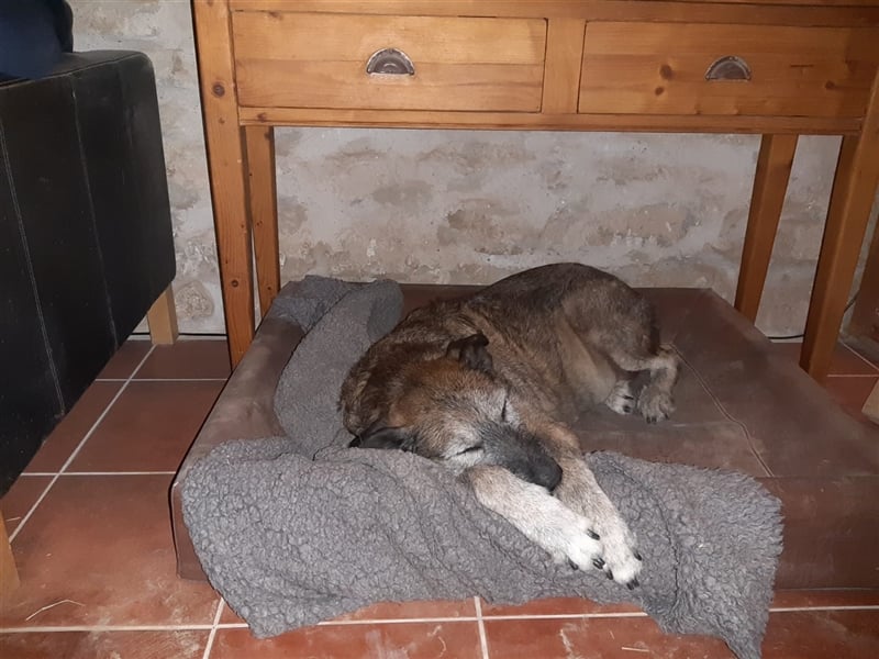 ARUNDO – Senior sucht Paten