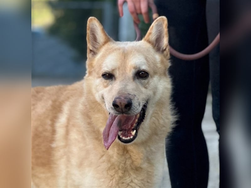 Hachiko – wo ist die Fangemeinde der Blondies?