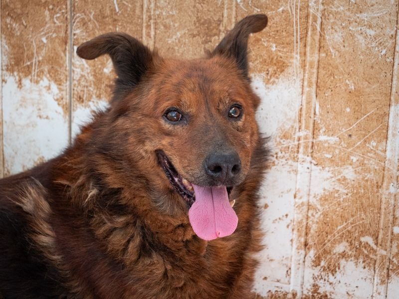 Ruhiger GRIZZLLY-wurde leider im Tierheim immer übersehen, sucht dringend sein "Für-immer-Zuhause"
