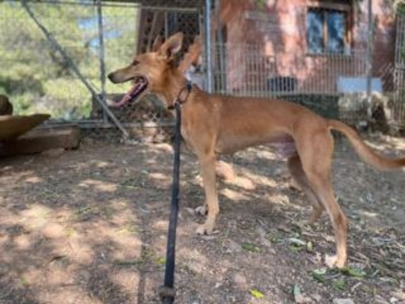 LUC-toller Podenco mit großem Herzen sucht sein Zuhause