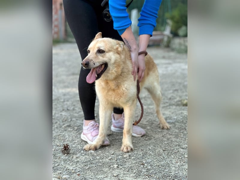 Hachiko – wo ist die Fangemeinde der Blondies?