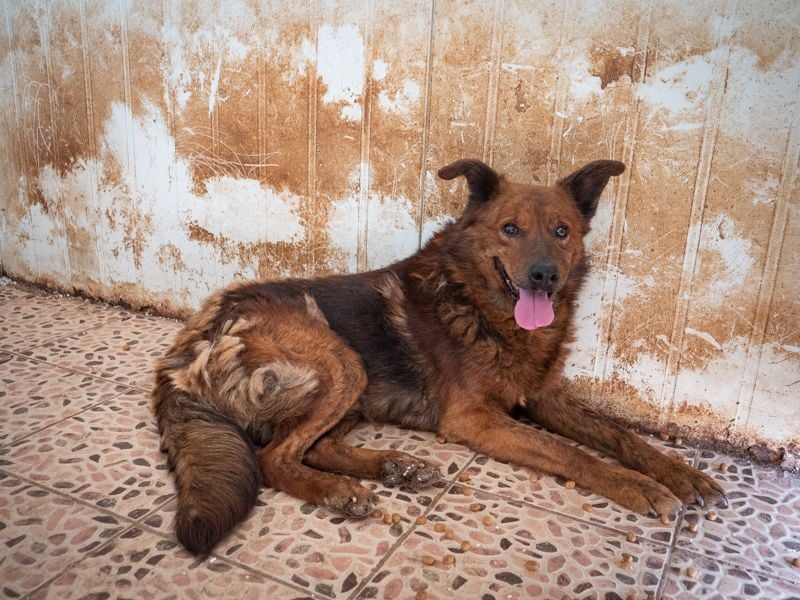 Ruhiger GRIZZLLY-wurde leider im Tierheim immer übersehen, sucht dringend sein "Für-immer-Zuhause"