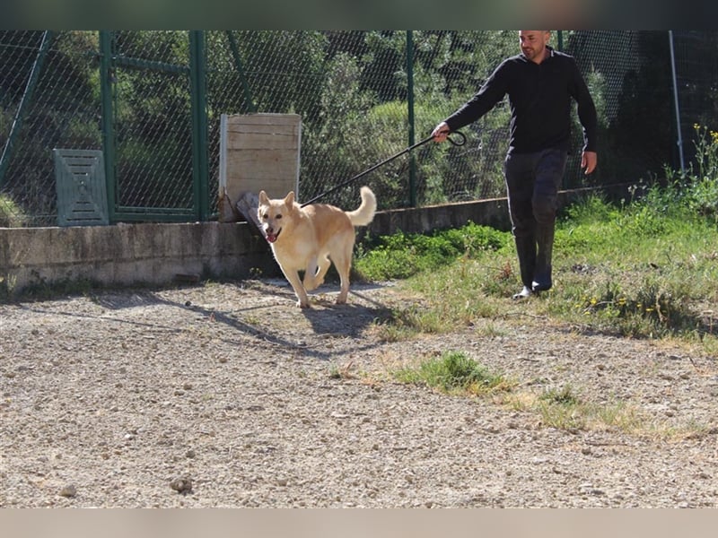 Hachiko – wo ist die Fangemeinde der Blondies?