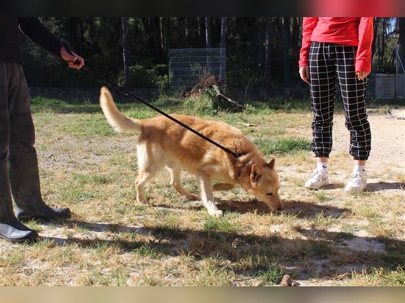 Hachiko – wo ist die Fangemeinde der Blondies?