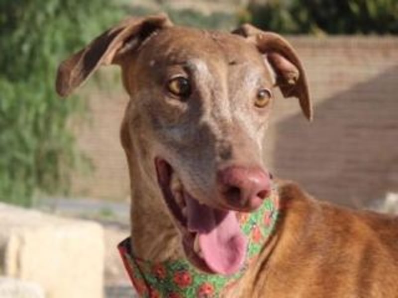 RINGO-ruhig, freundlich und sehr sozial mit anderen Hunden